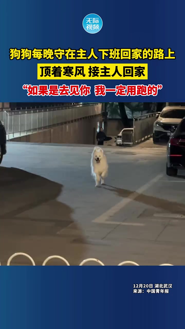 狗狗每晚守在主人下班回家的路上，顶着寒风接主人回家