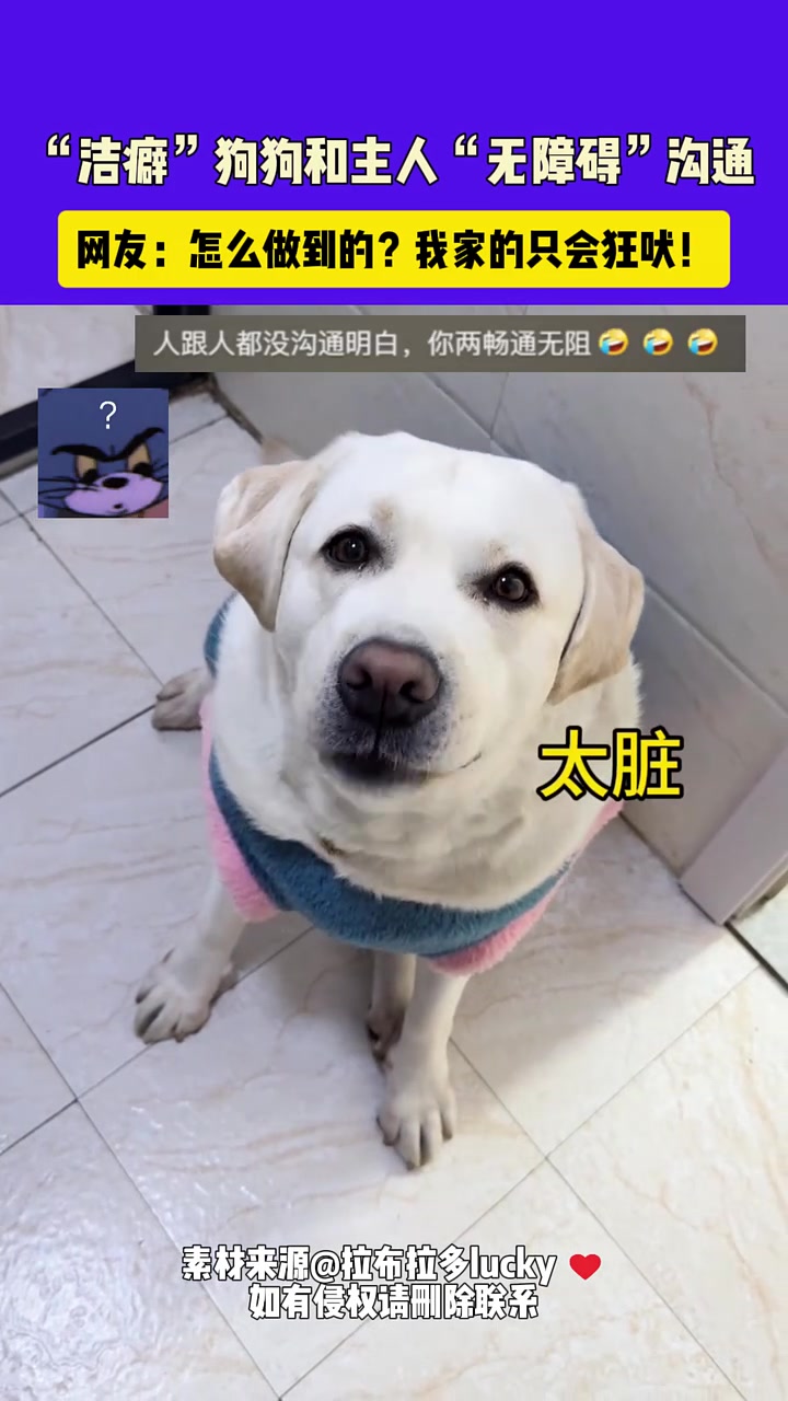 洁癖狗狗和主人无障碍沟通，网友：怎么做到的我家的只会狂吠！