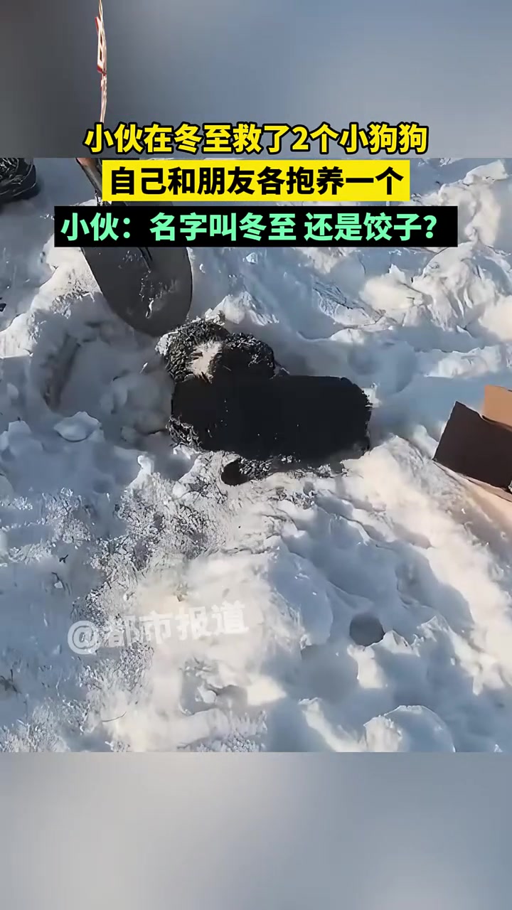 小伙在冬至救了2个小狗狗，自己和朋友各抱养一个
