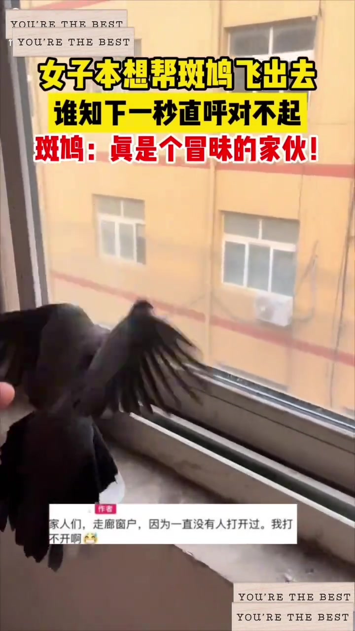 斑鸠：真是个冒昧的家伙啊
