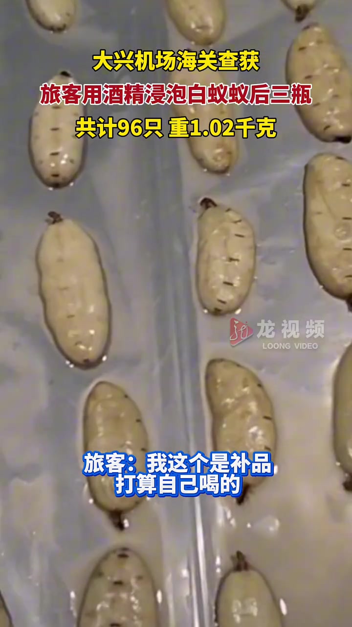 大兴机场海关查获用酒精浸泡的白蚁蚁后