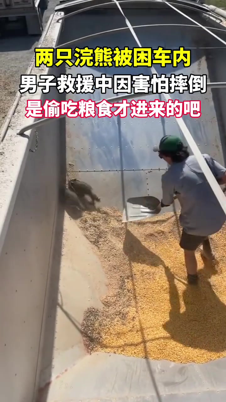 两只浣熊被困车内，男子救援时因怕摔倒