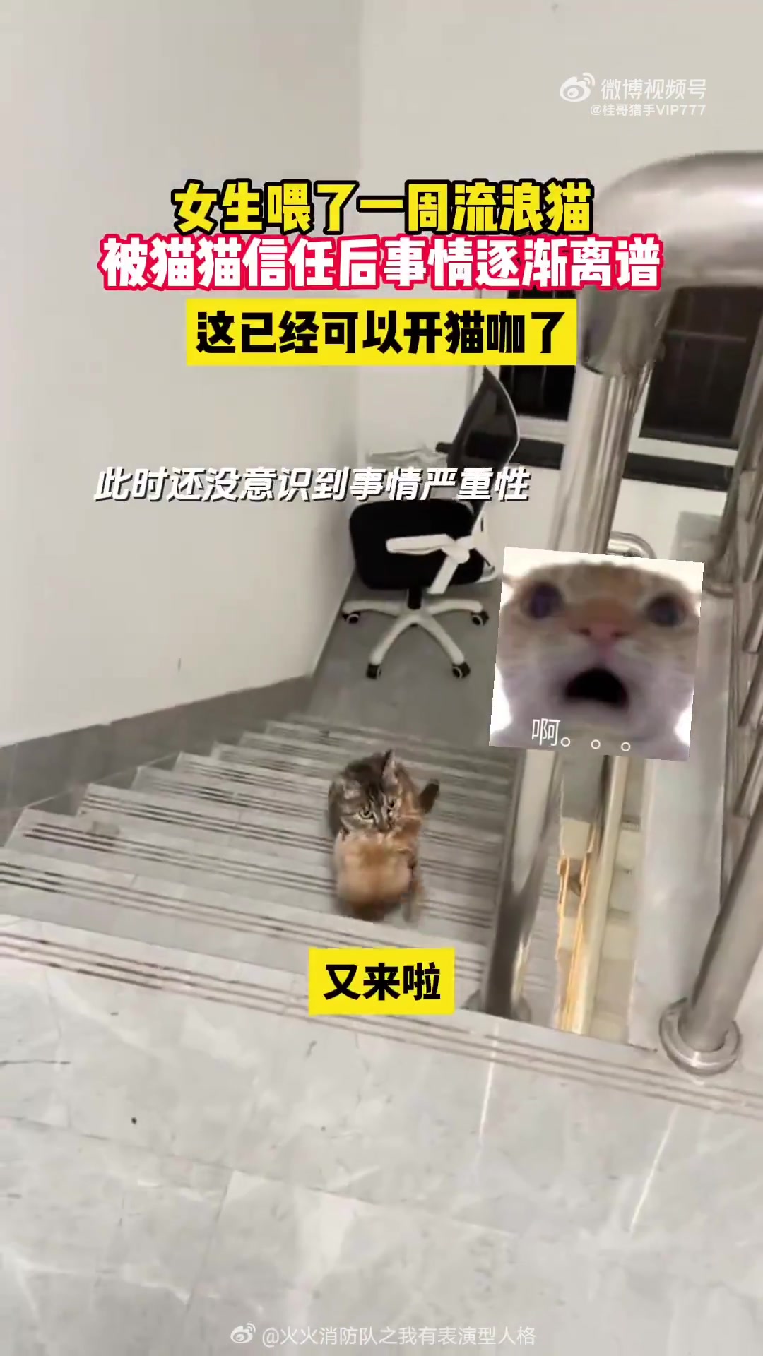 某女喂流浪喵一周后，喵不想努力了