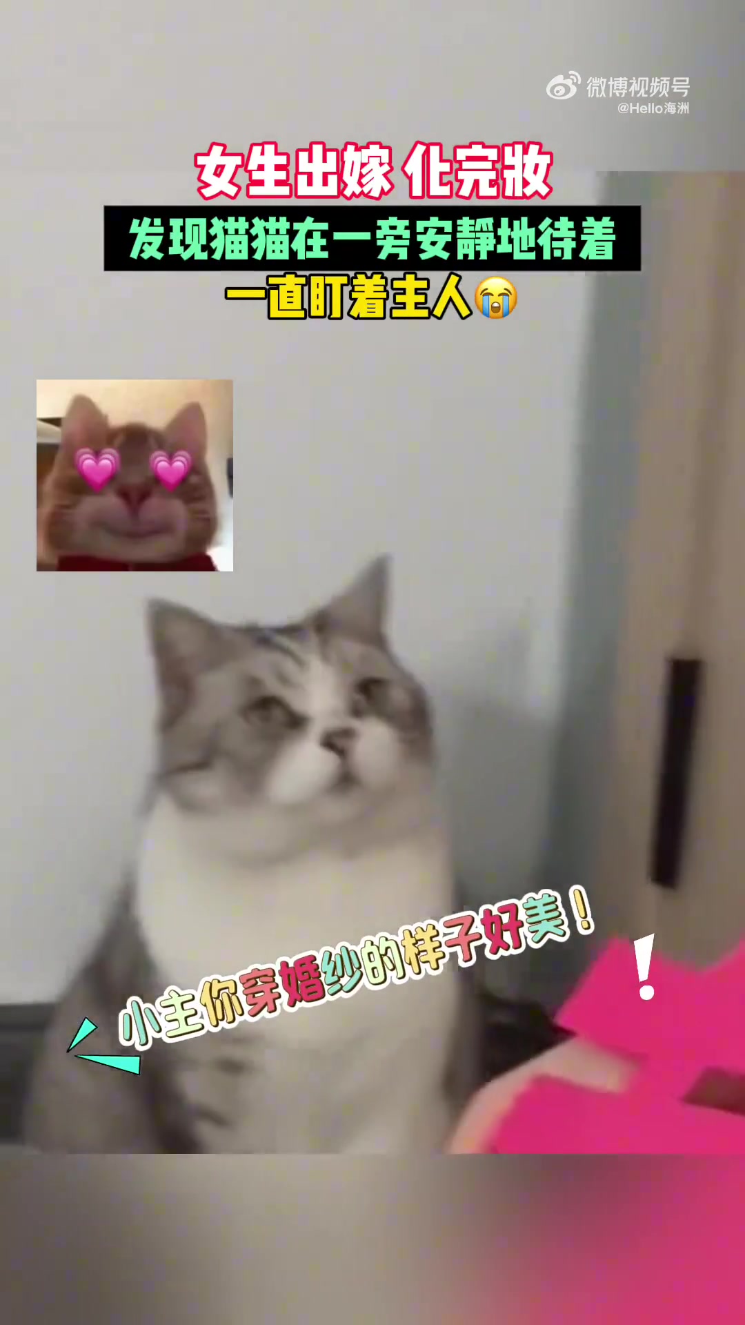 女生出嫁化完妆，发现猫猫在一旁安静地待着，一直盯着主人