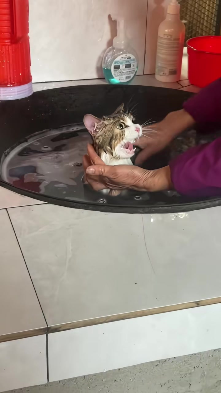 阿姨您这是给猫洗澡还是要...