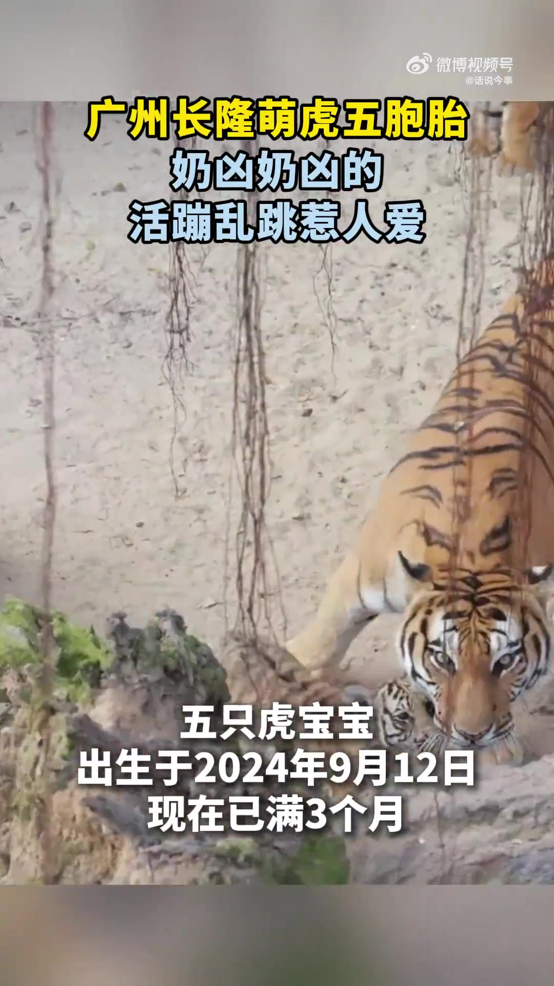广州长隆萌虎五胞胎奶凶奶凶的活蹦乱跳惹人爱