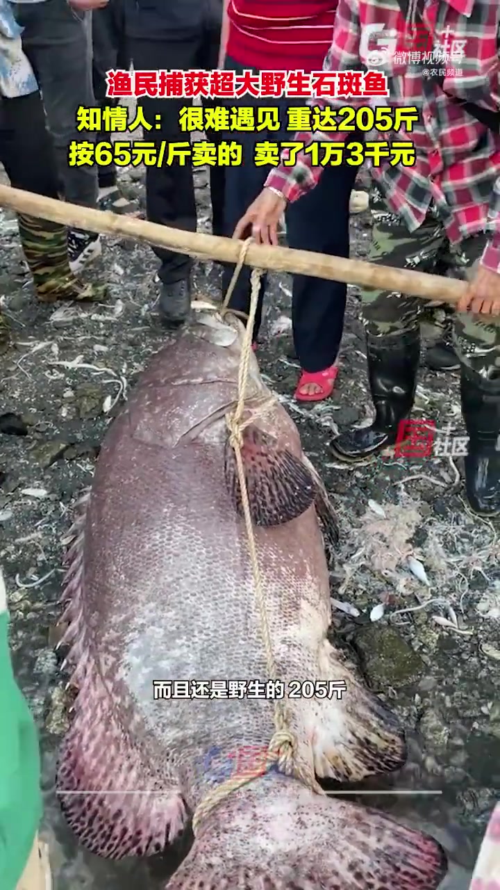 渔民捕获超大野生石斑鱼！：很难遇见，重达205斤，卖了1万3