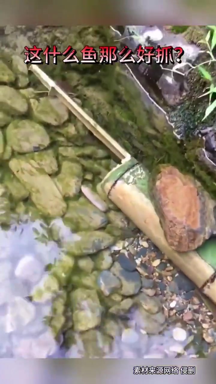 这是什么捕鱼技巧
