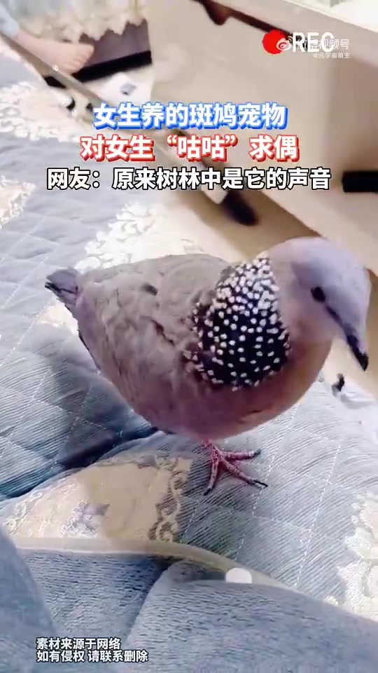 网友：原来树林中是它的声音！