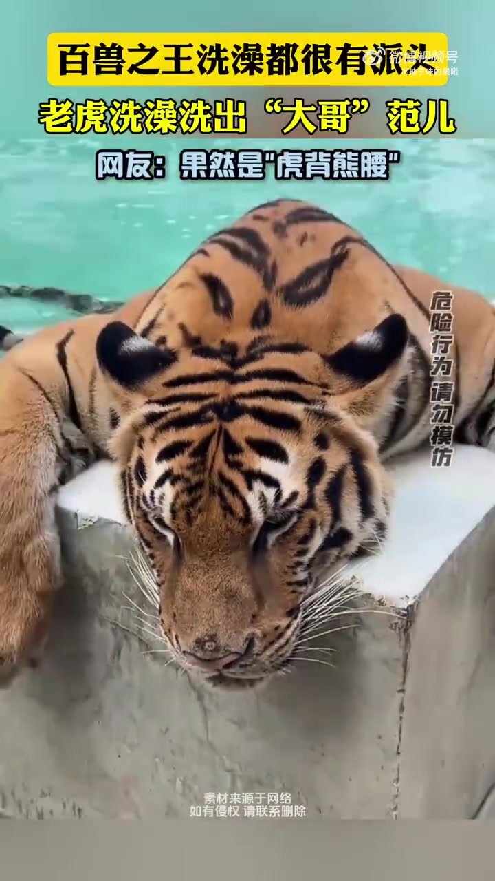 动物园看到老虎泡澡,百兽之王太威武
