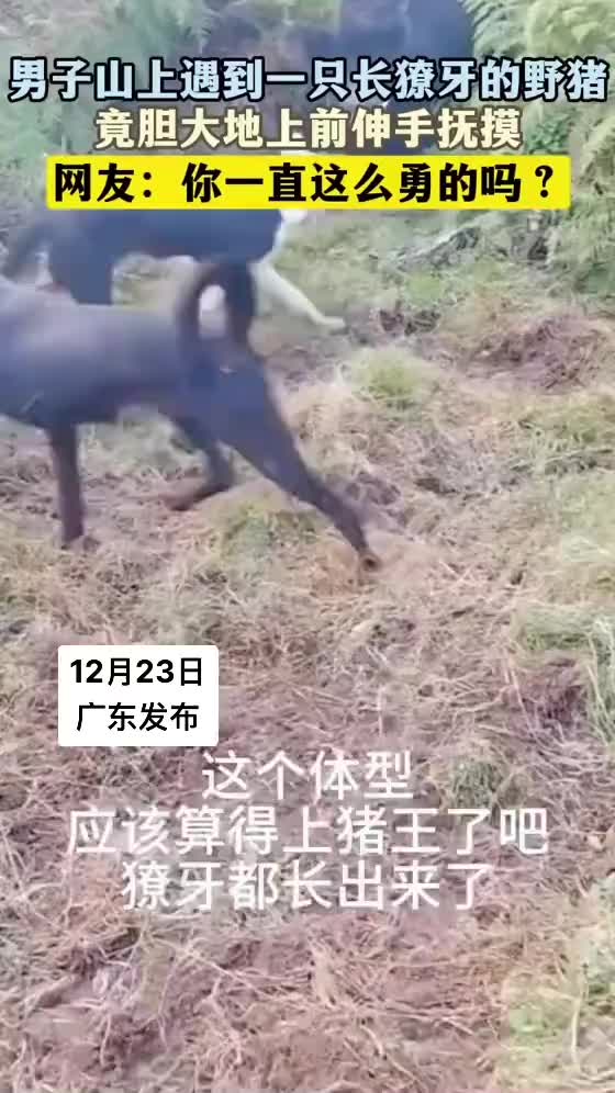 真没想到野猪还有温顺的一面！