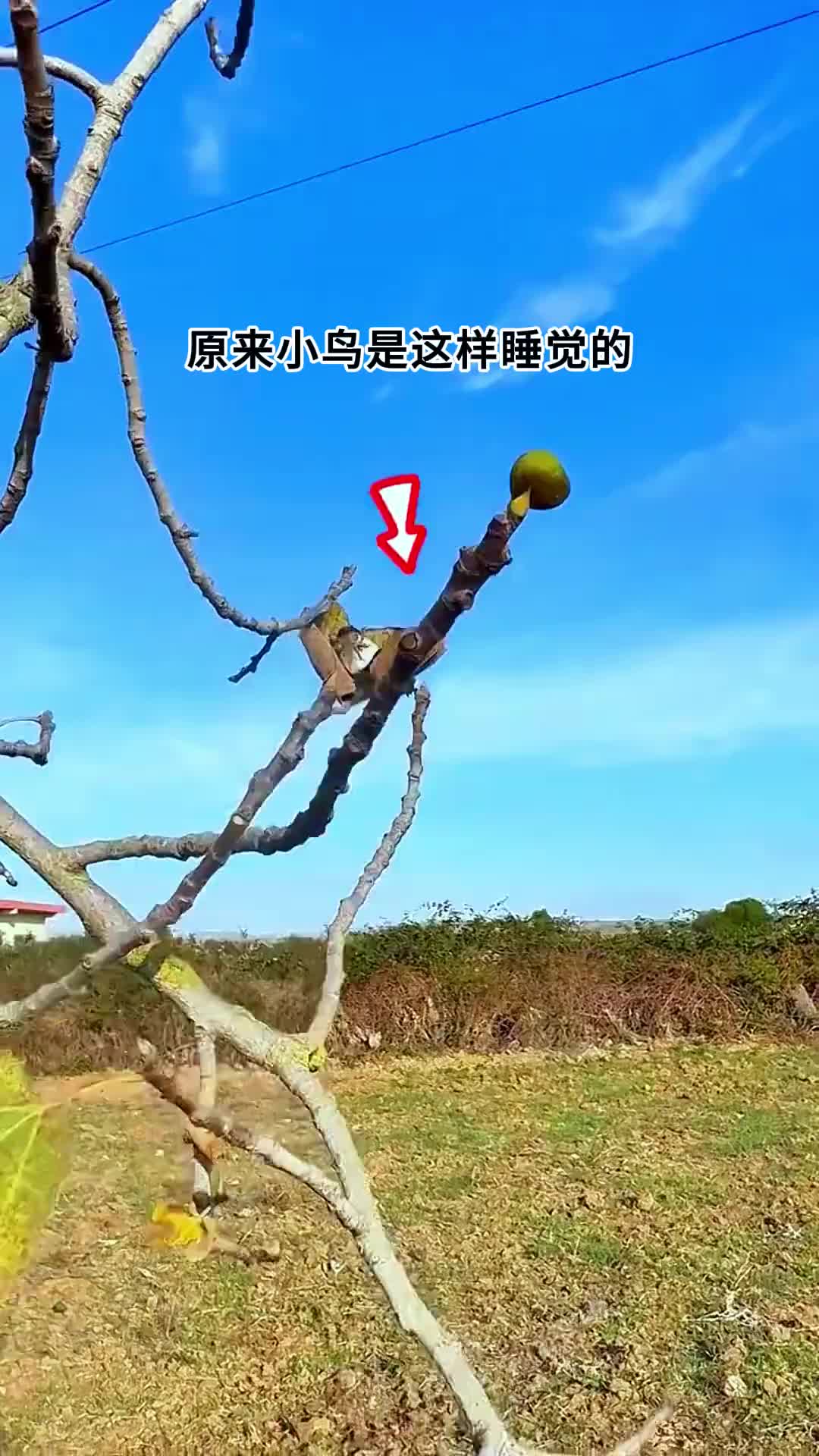 原来小鸟是这样睡觉的