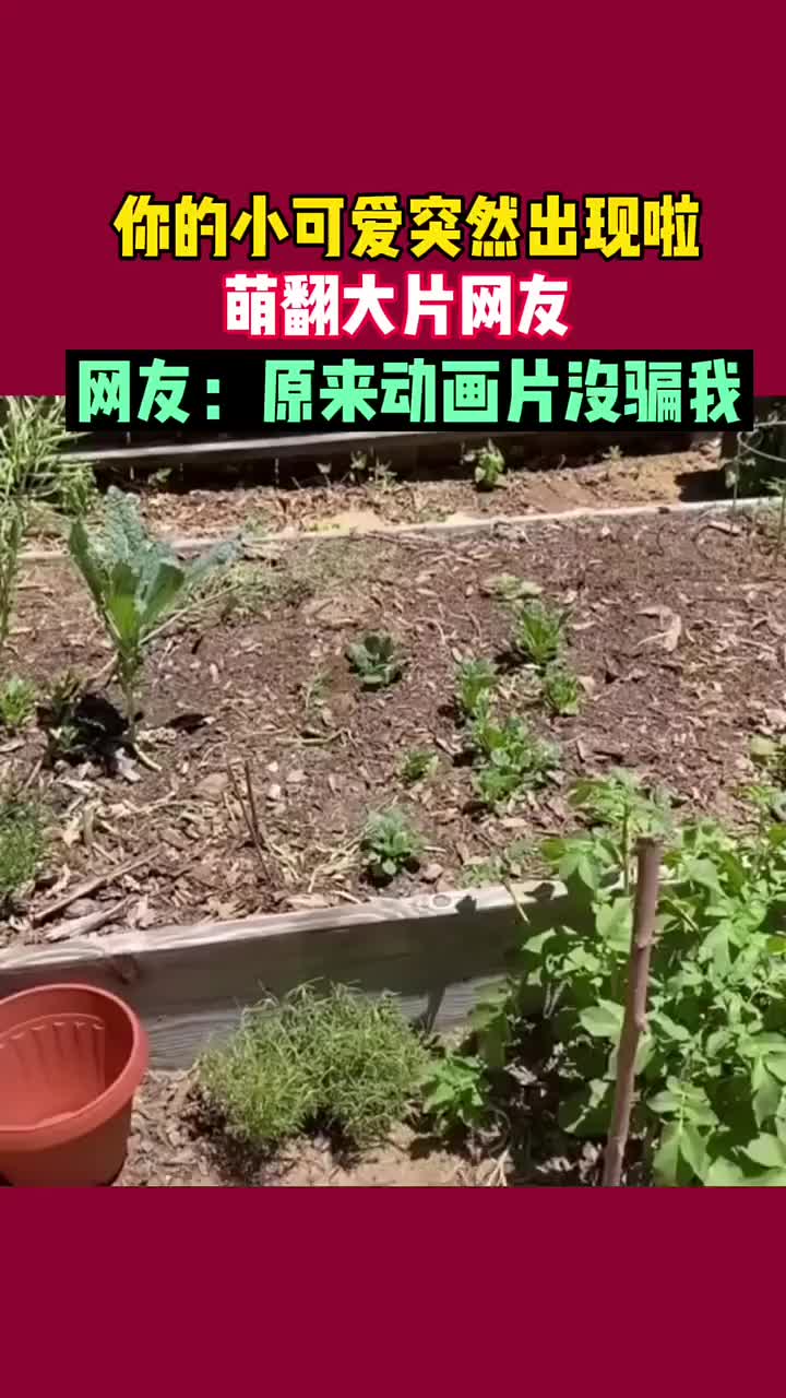 原来动画片没有骗我！