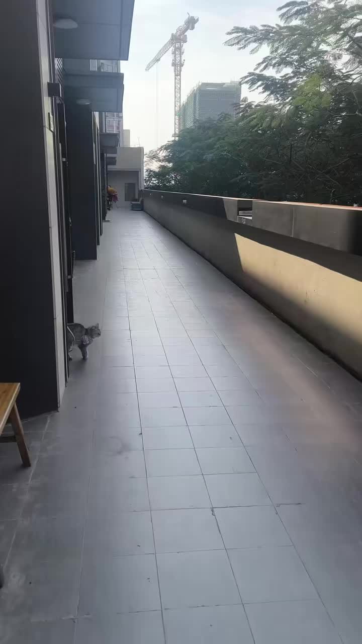 生活不易，小猫卖艺！