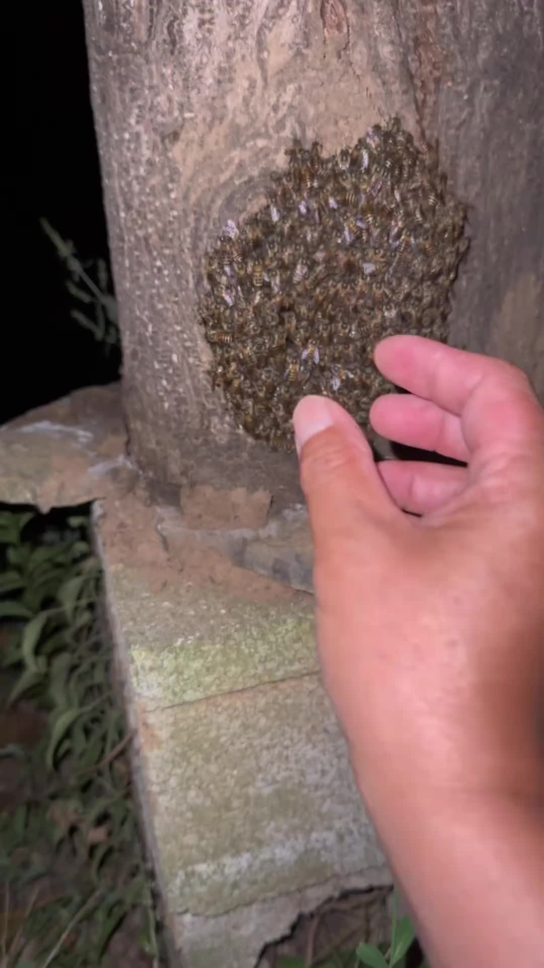 小蜜蜂情绪比你稳定！