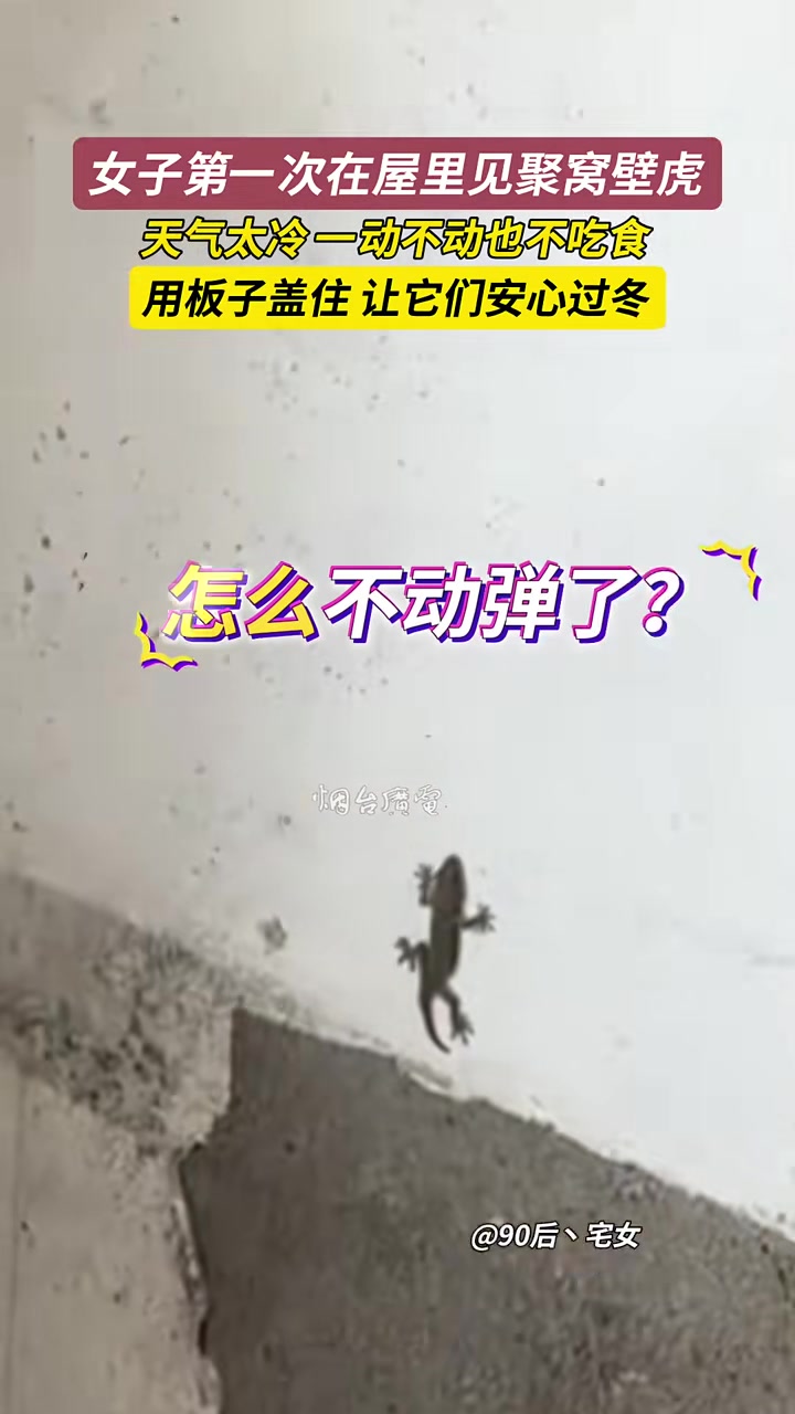 女子第一次在屋里发现聚窝壁虎，天气太冷一动不动也不吃食