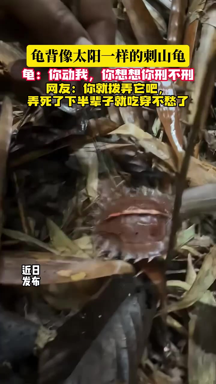 龟背像太阳一样的刺山龟