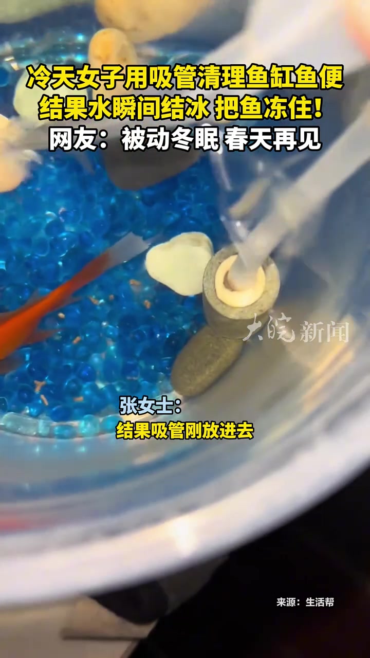 冷天女子用吸管清理鱼缸鱼便，结果水瞬间结冰把鱼冻住