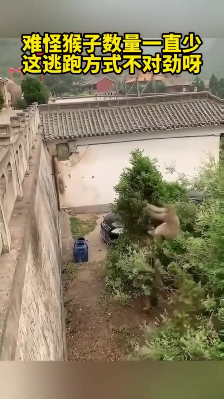 难怪猴子数量一直少