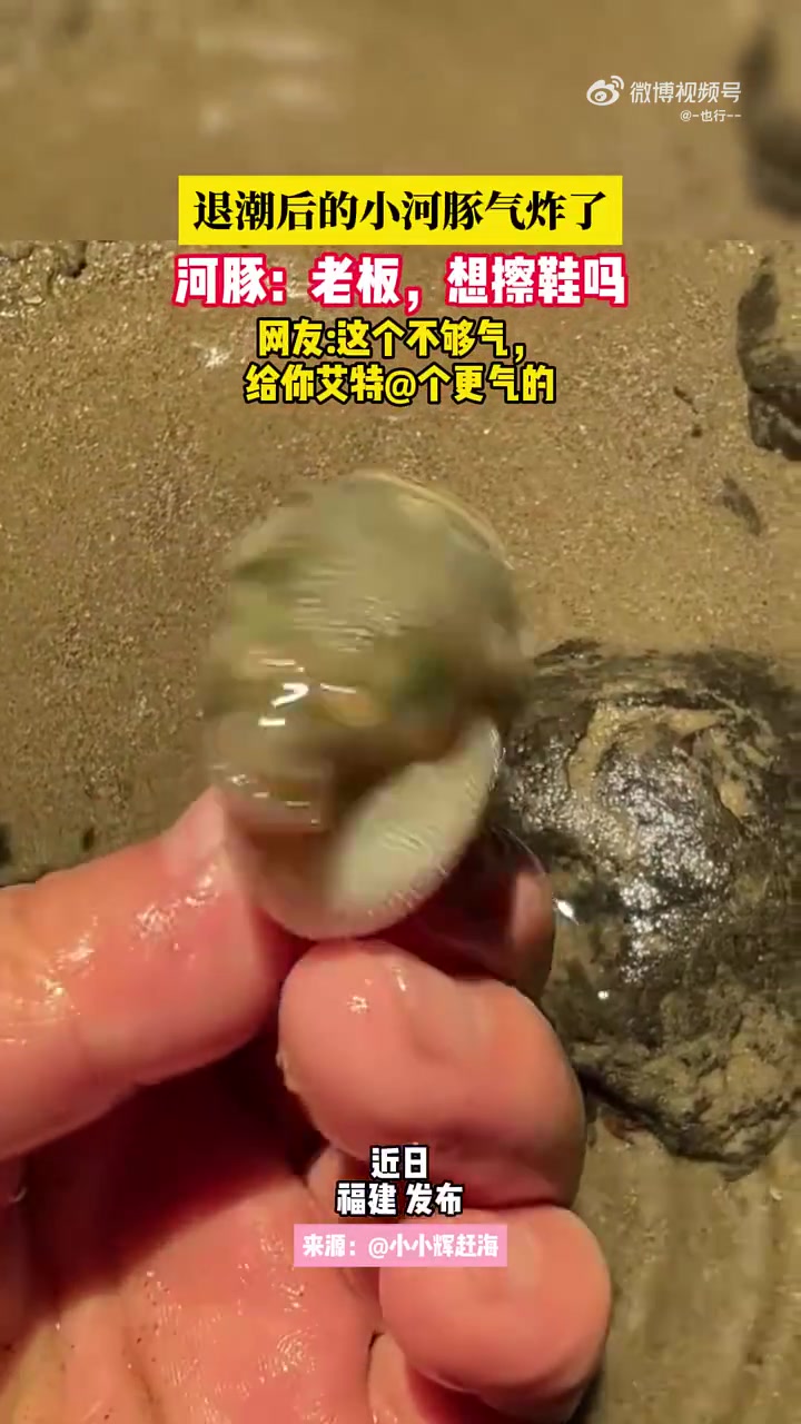 退潮后的小河豚气炸了