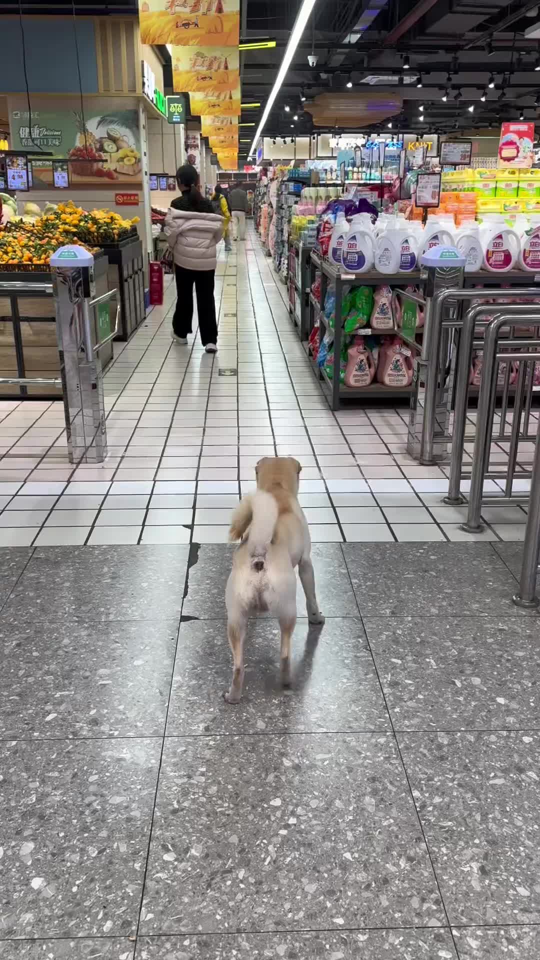 没有见过世面的狗子