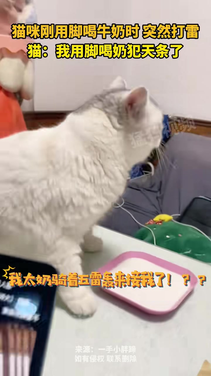 猫咪刚用脚喝牛奶时，突然打雷，猫：我用脚喝奶犯天条了