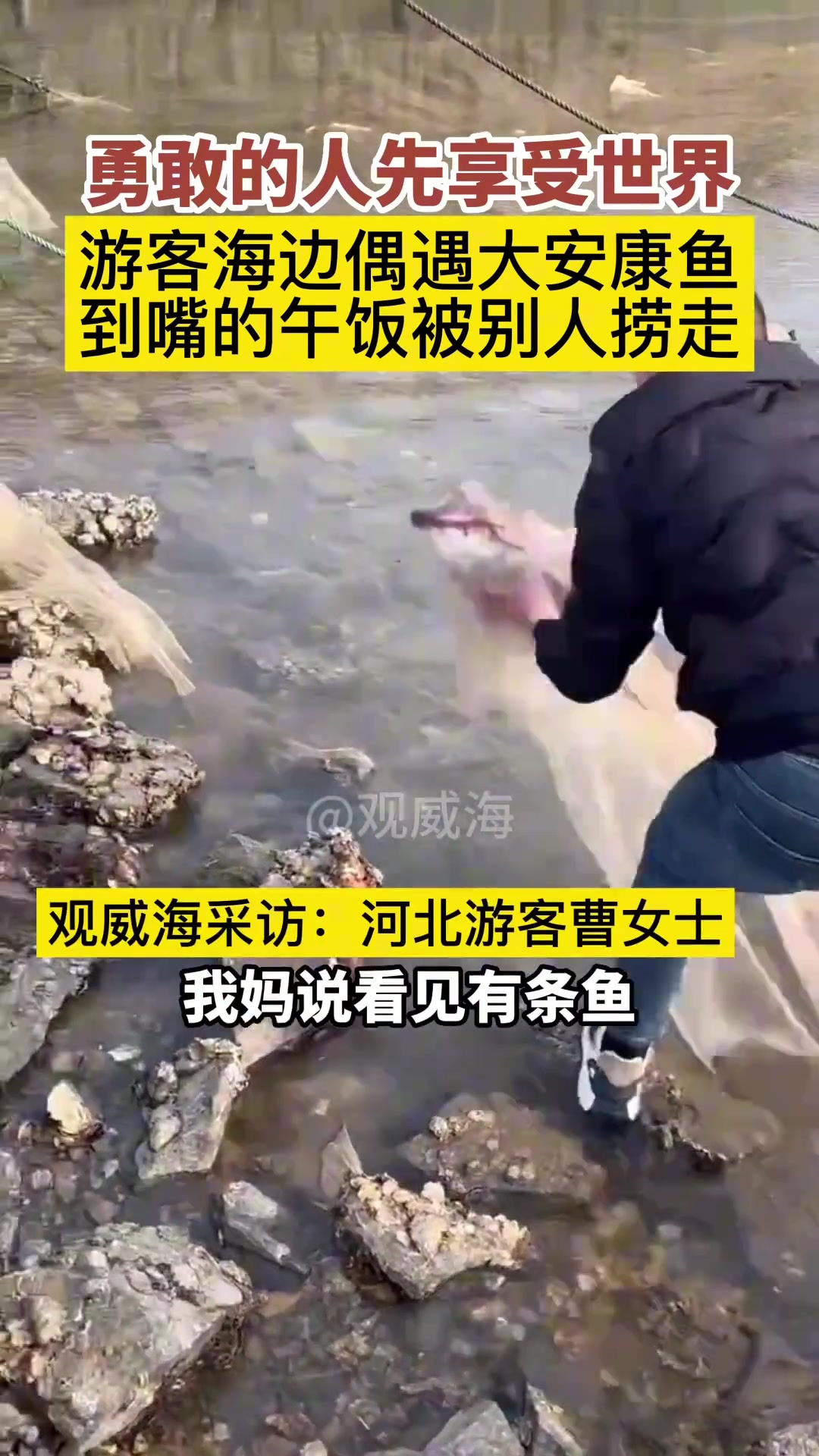 游客在海边游玩时偶遇一条安康鱼，奈何因胆小而失之交臂