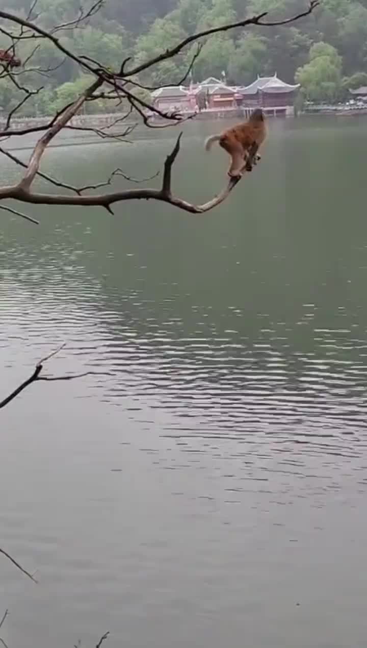 猴子：待我取定海神针