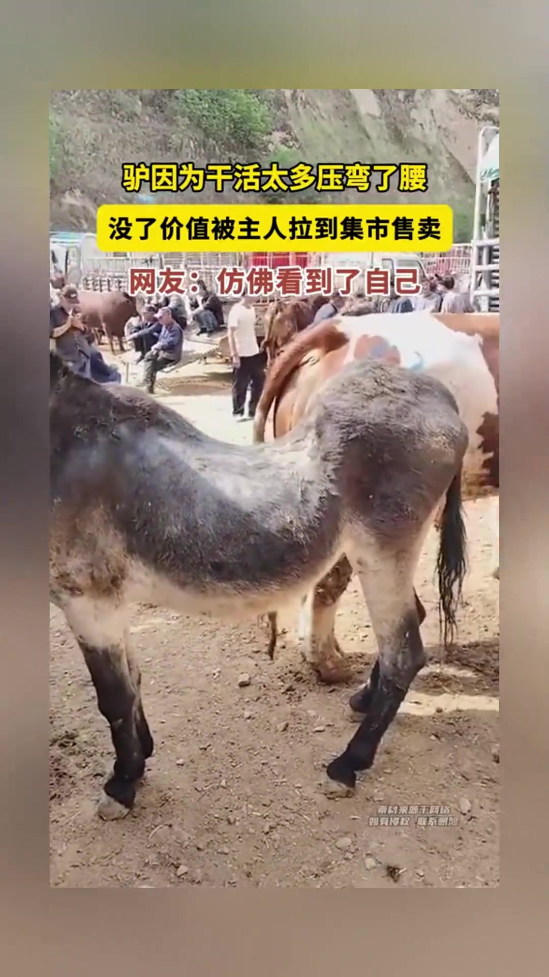驴因为干活太多压弯了腰，没了价值被主人拉到集市售卖