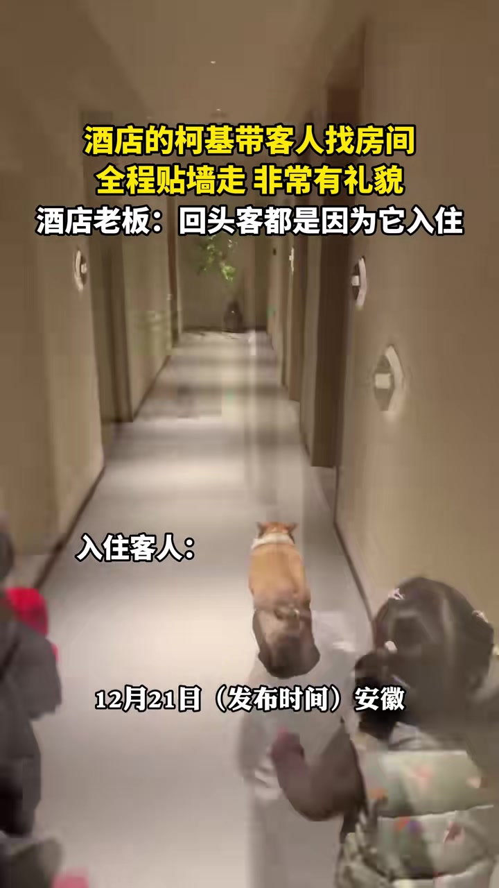 酒店的柯基带客人找房间，全程贴墙走，非常有礼貌