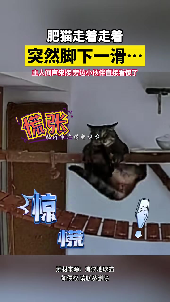 肥猫走着走着，突然脚下一滑