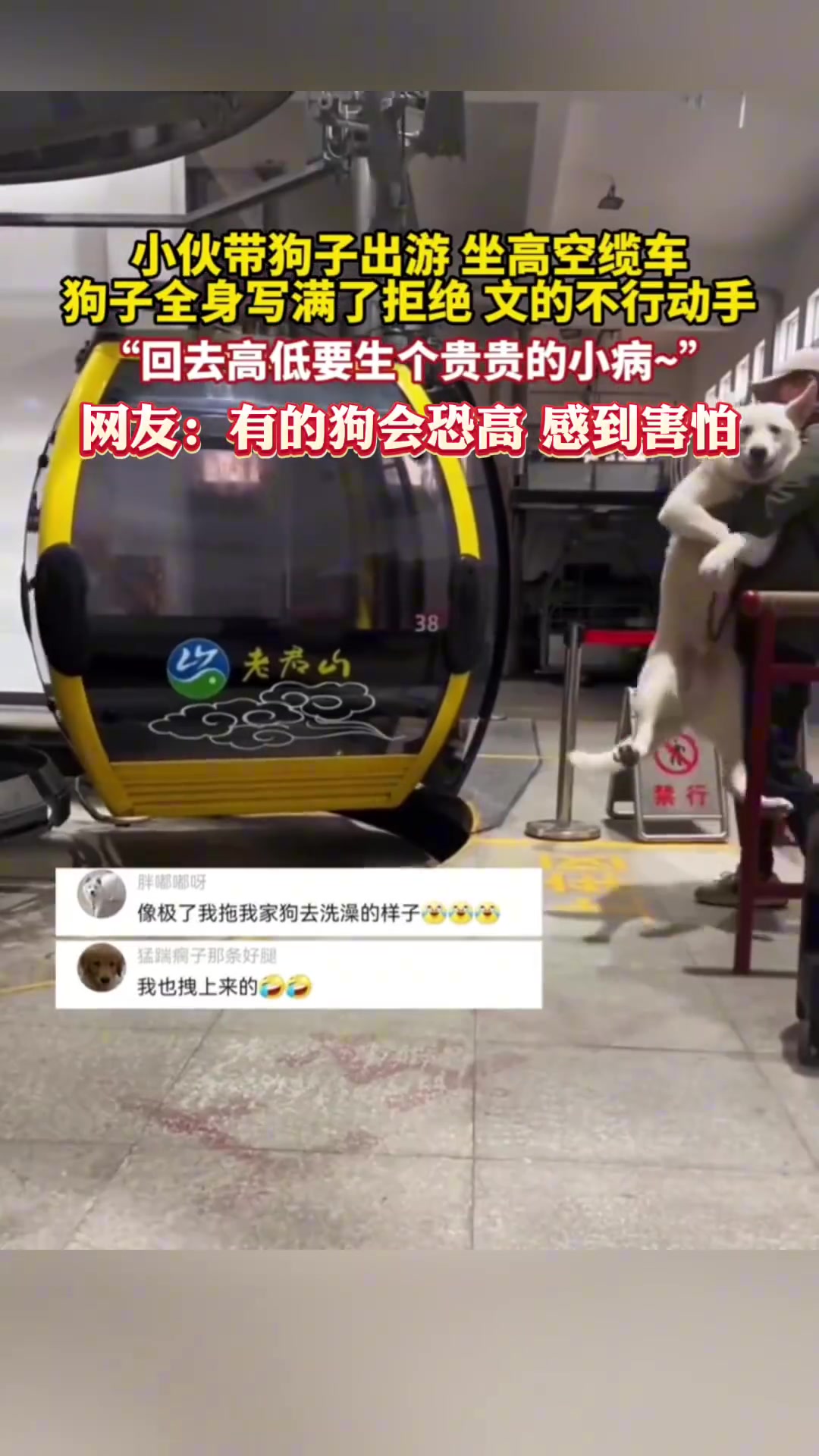 小伙带狗狗出游坐高空缆车，狗子全身写满了拒绝