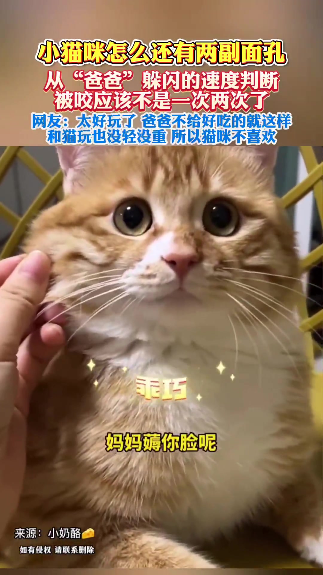 从“爸爸”躲闪的速度判断，被咬应该不是一次两次了！
