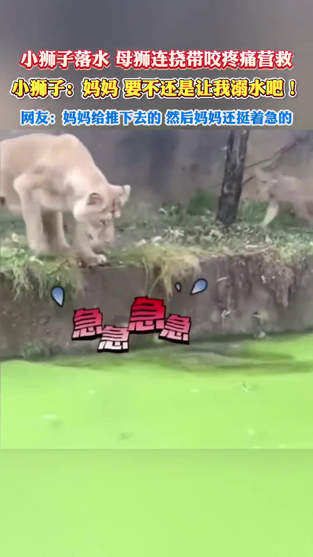 小狮子落水，母狮连挠带咬疼痛营救