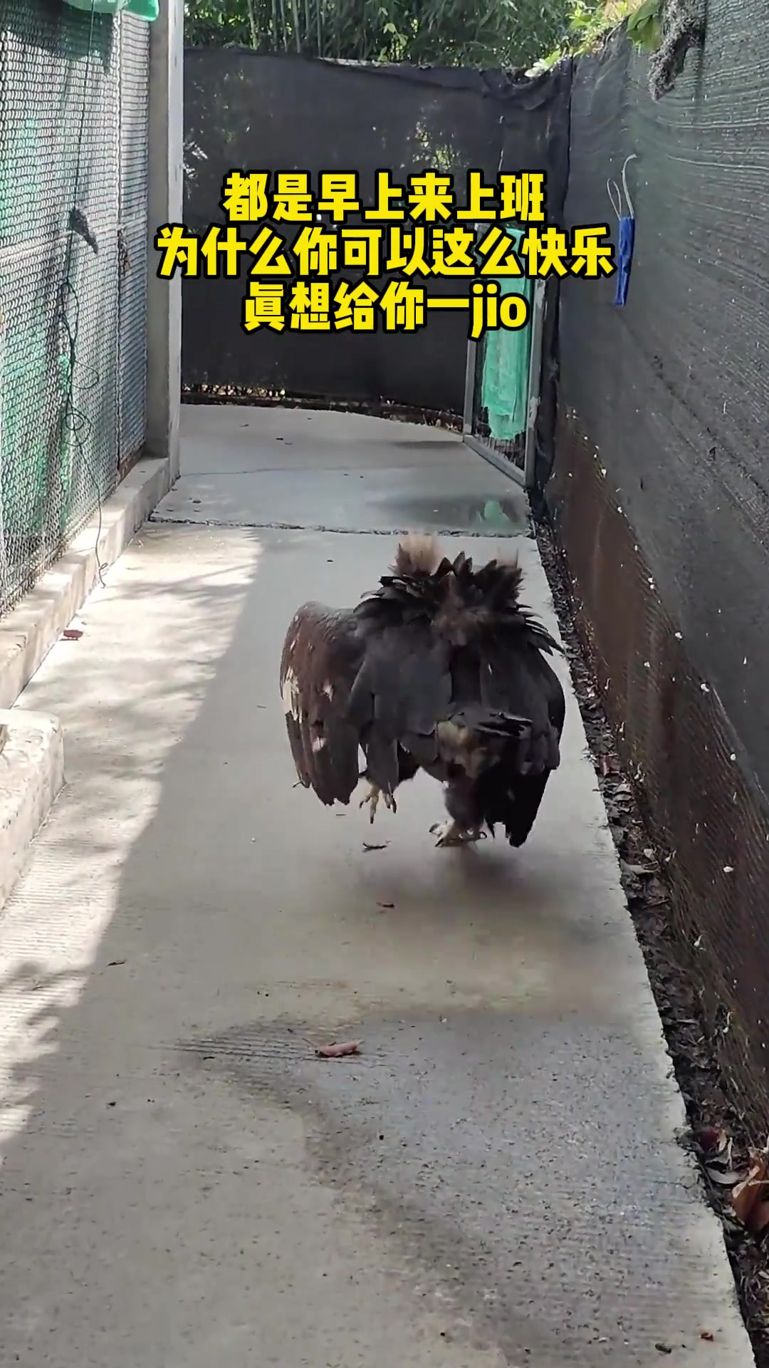在动物园上班你就这么快乐，真想给你一脚