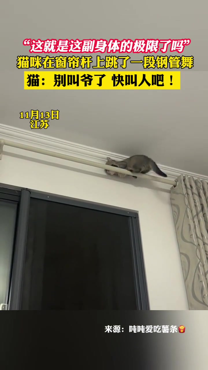 猫咪在窗帘杆上跳了一段钢管舞