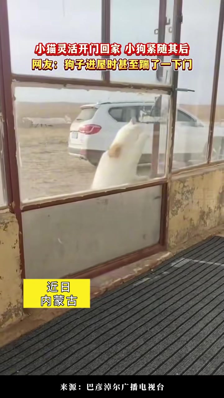 小猫灵活开门回家小狗紧随其后