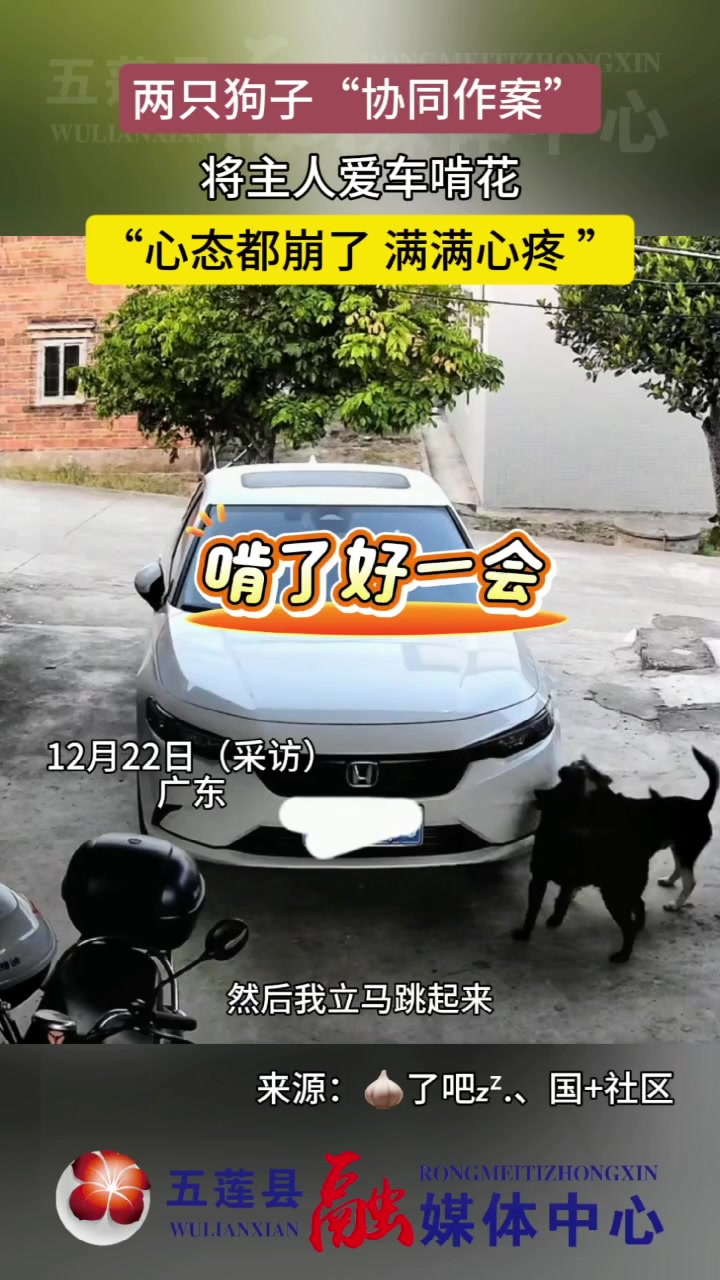 两只狗子“协同作案”，将主人爱车啃花