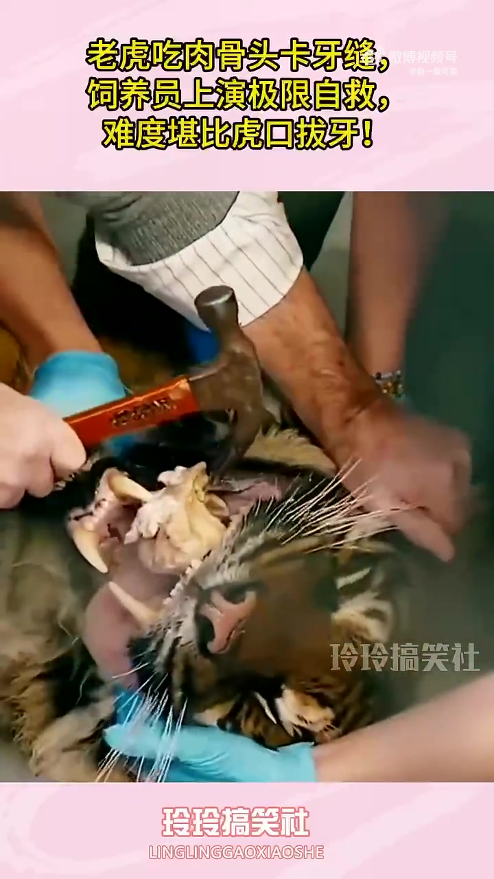 老虎吃肉骨头卡牙缝，饲养员上演极限自救，难度堪比虎口拔牙
