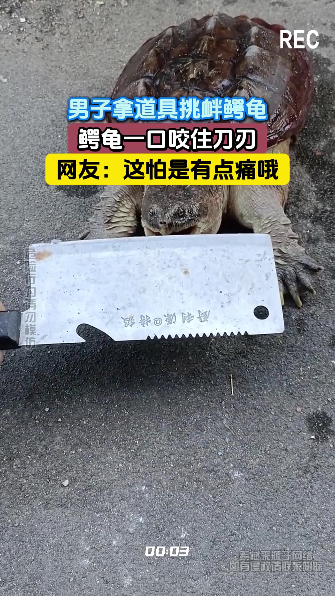 男子拿道具挑衅鳄龟，鳄龟一口咬住刀刃