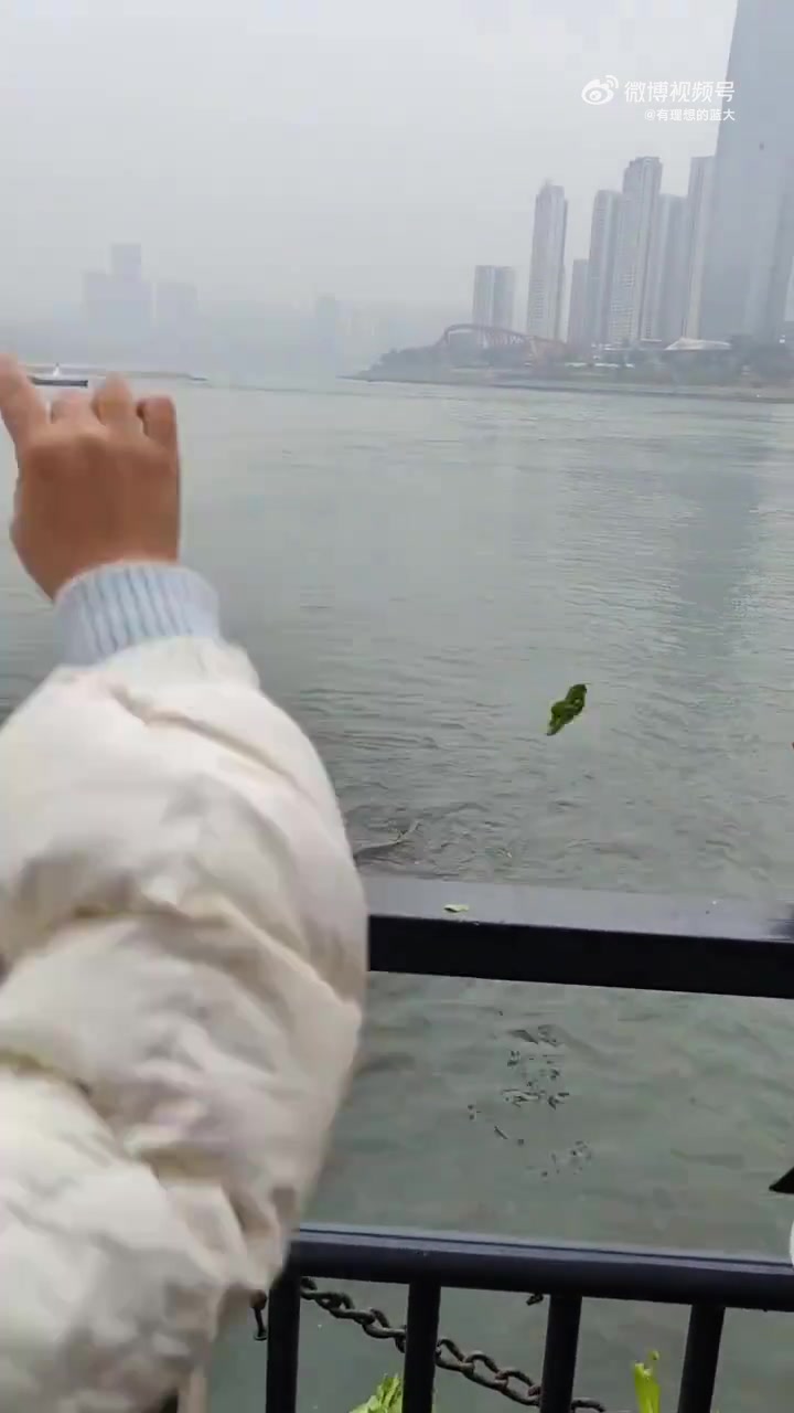 宜宾人长江硬核喂鱼，大颗白菜往里扔