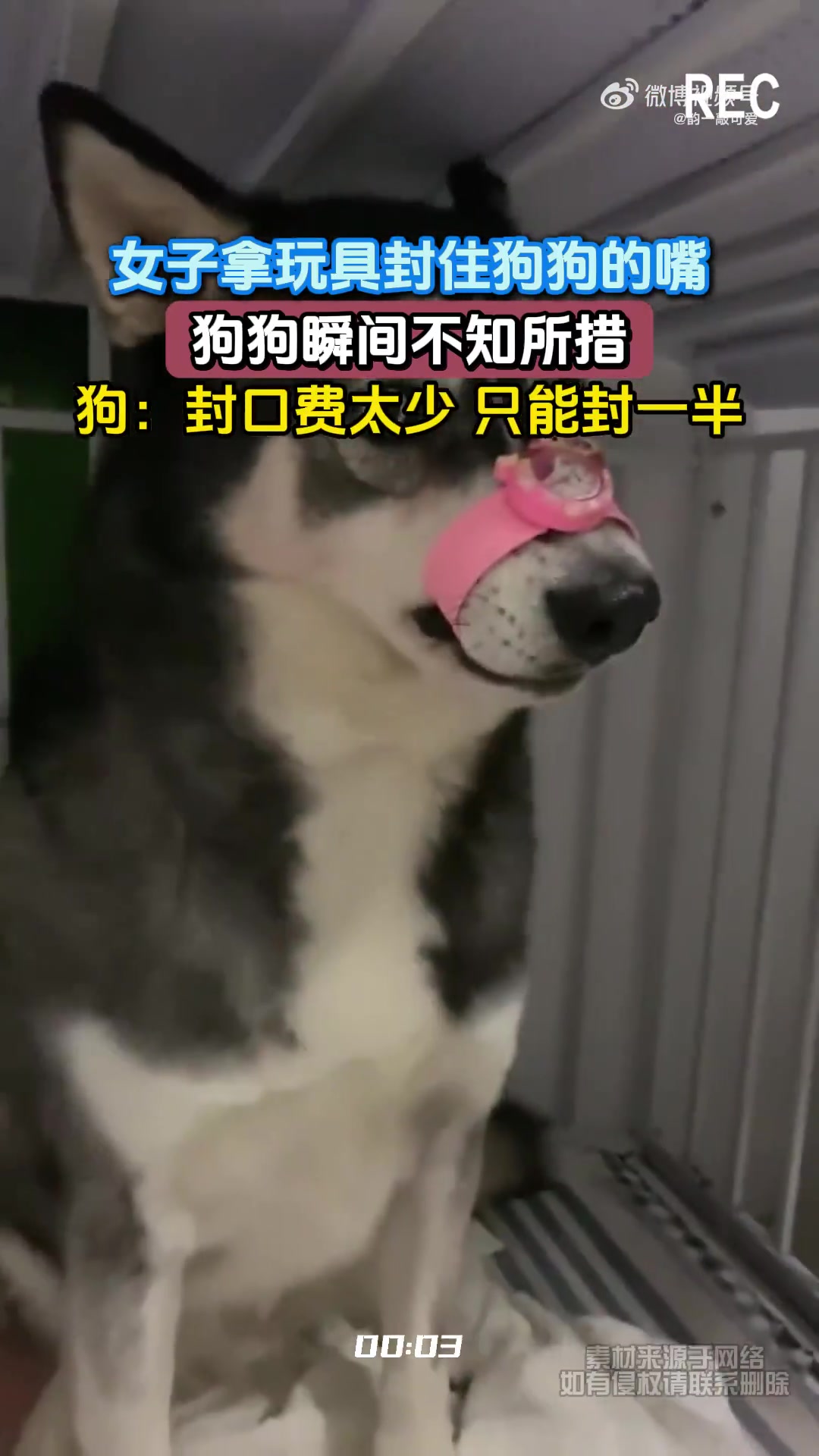 女子拿玩具封住狗狗的嘴，狗狗瞬间不知所措，狗：封口费太少！