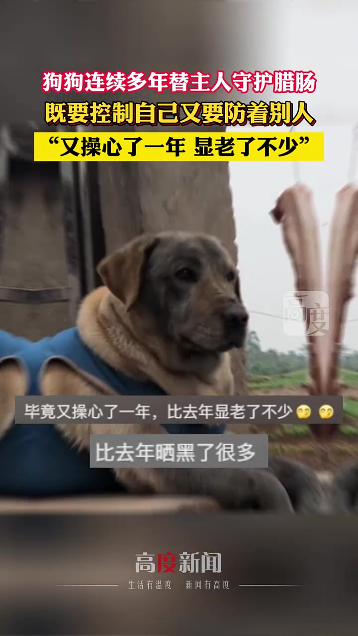 绝不会监守自盗！狗狗连续多年替主人守护腊肠！