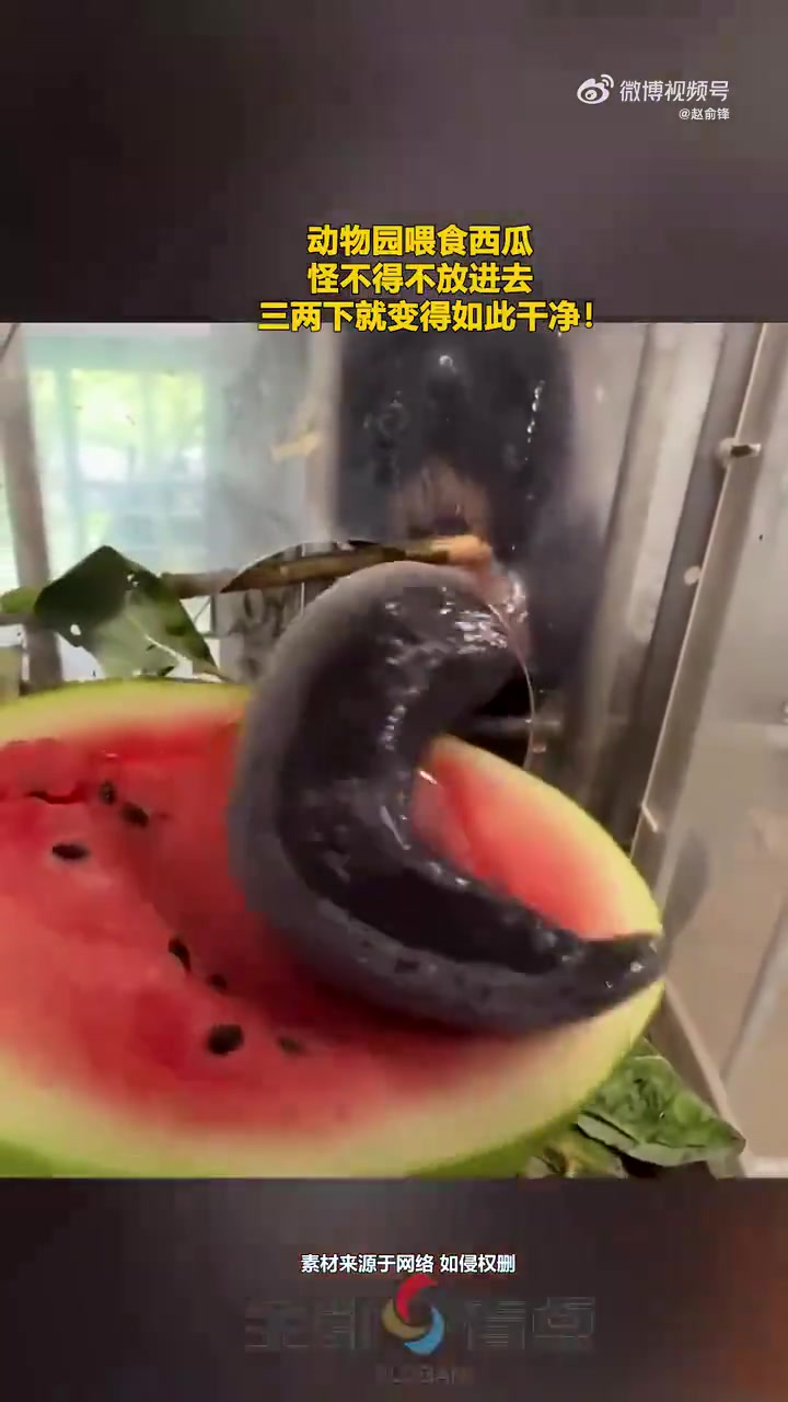 动物园喂食西瓜，怪不得不放进去，三两下就变得如此干净！