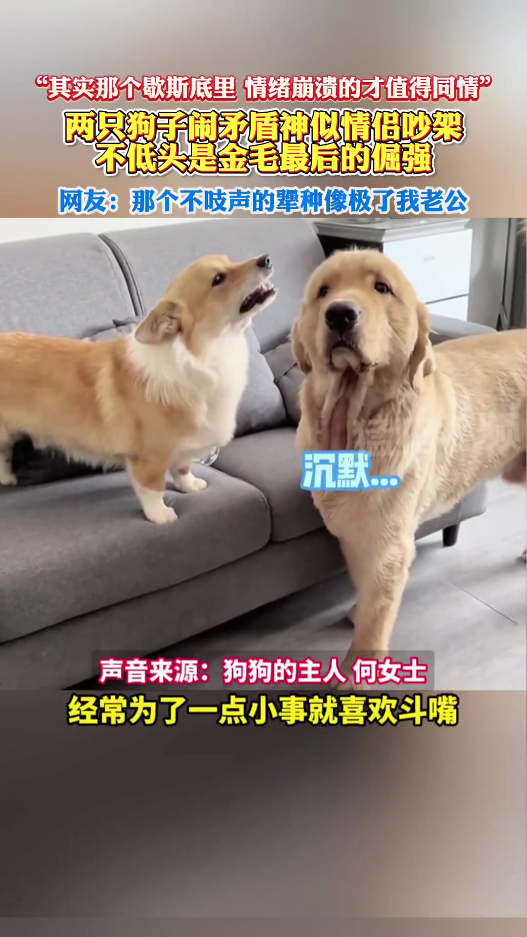 两只狗子闹矛盾神似情侣吵架，不低头是金毛最后的倔强！