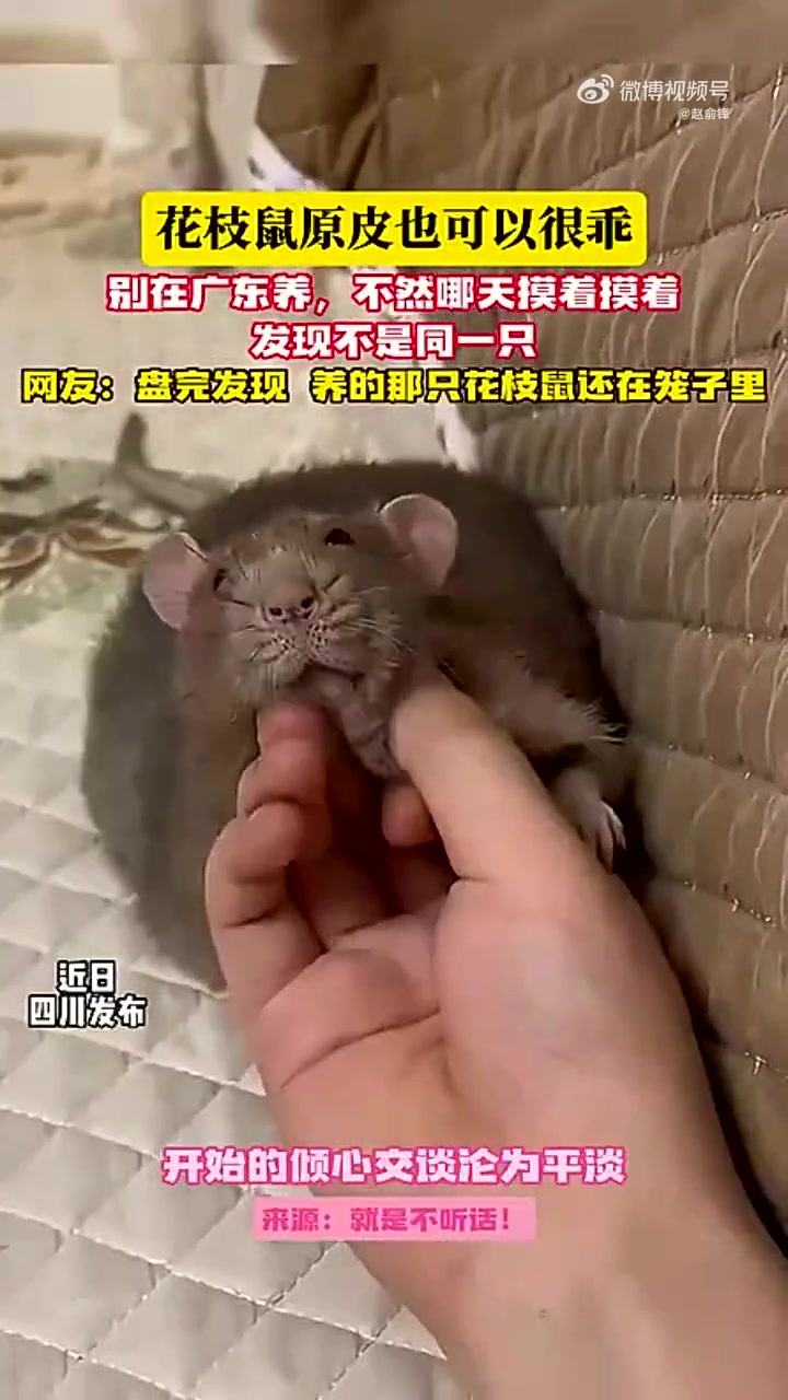别在广东养，不然哪天摸着摸着发现不是同一只
