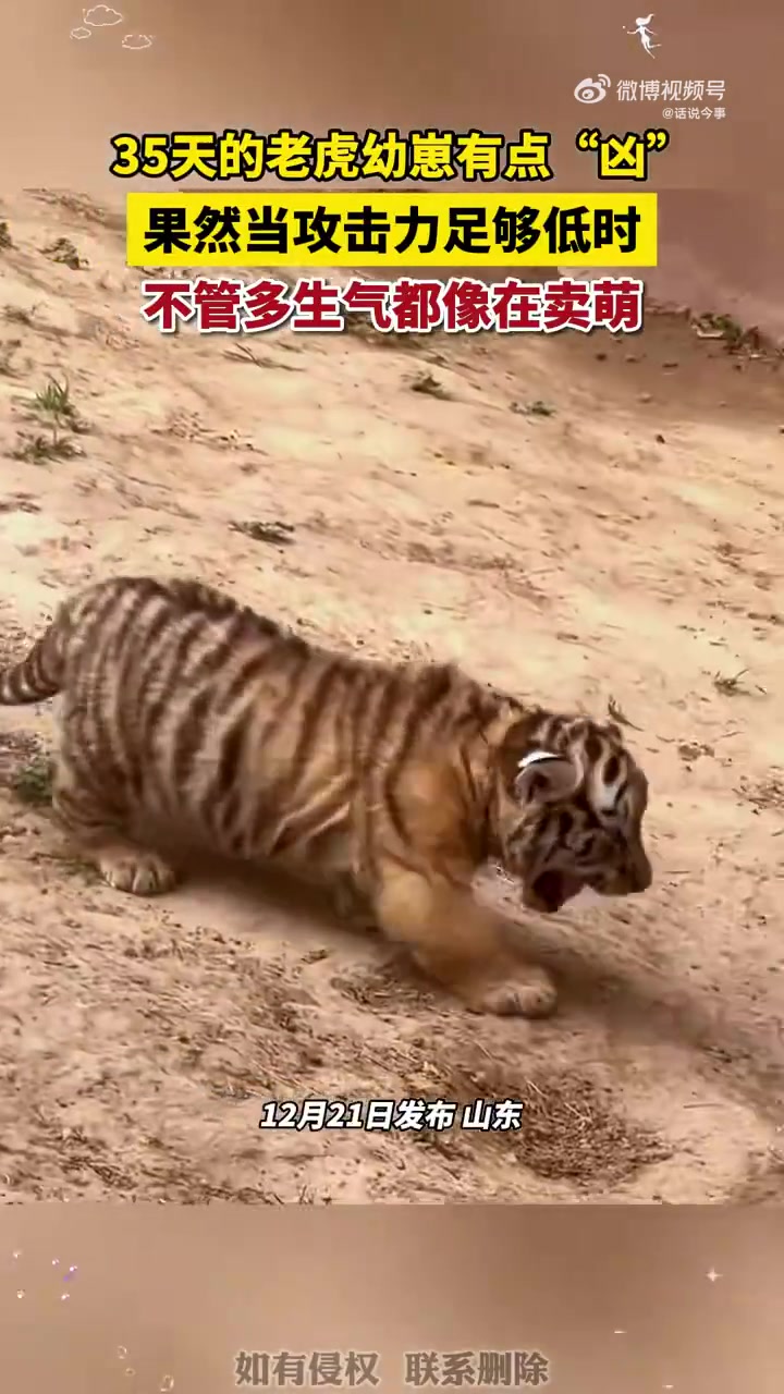果然当攻击力足够低时，不管多生气都像在卖萌