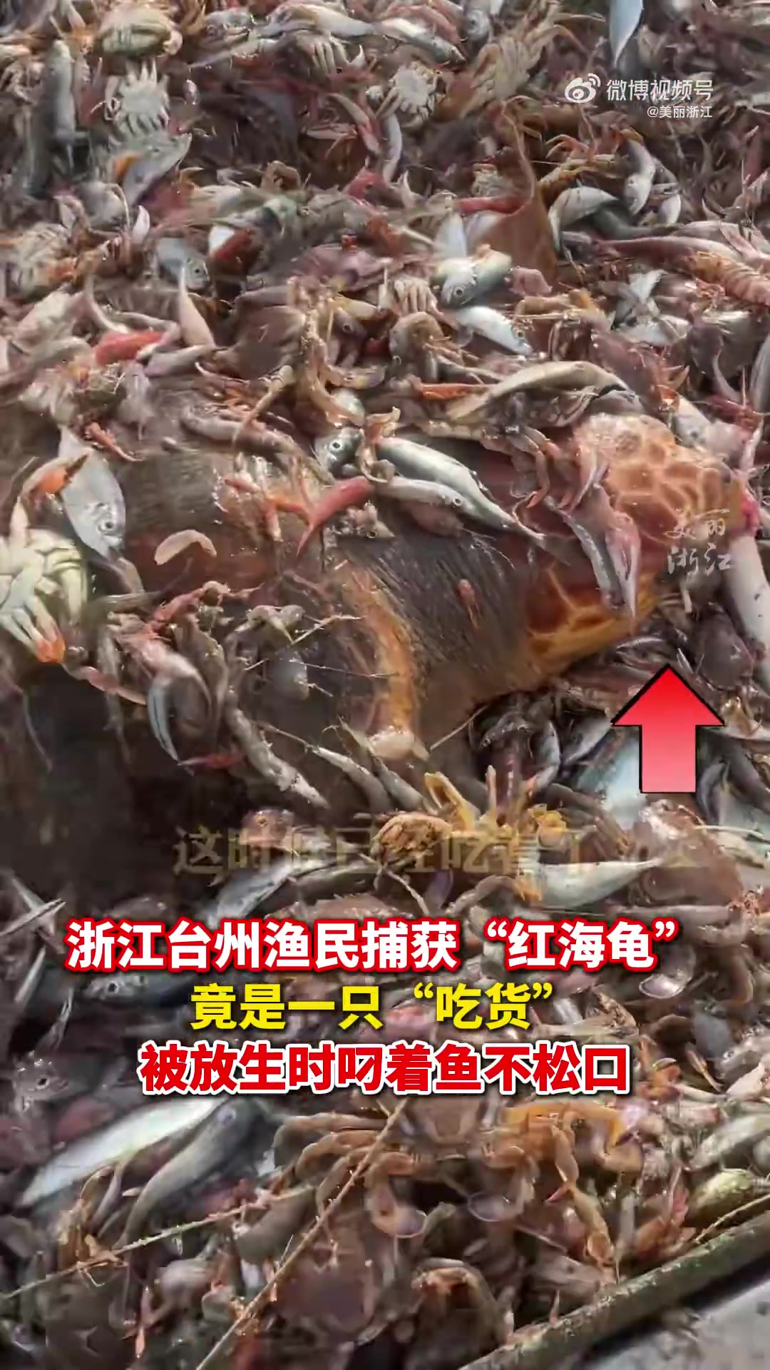 这是真饿了！一吃货海龟从被捕到放生始终叼着鱼