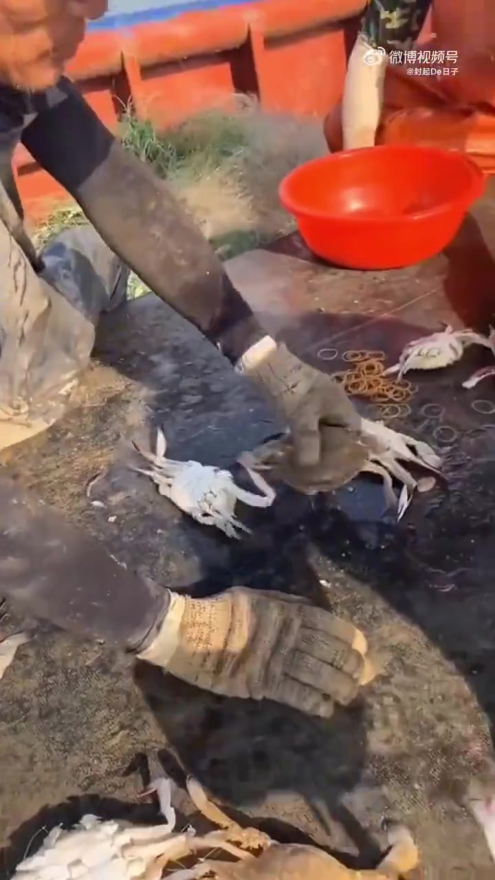 海鲜就得在船上啃水果就要在树上吃