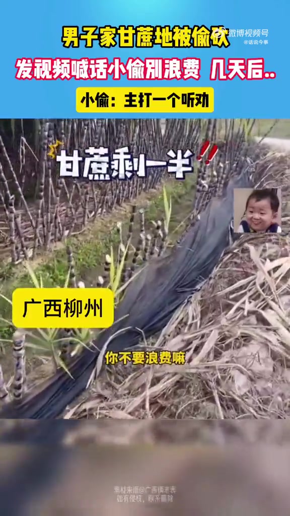 男子家甘蔗地被偷砍